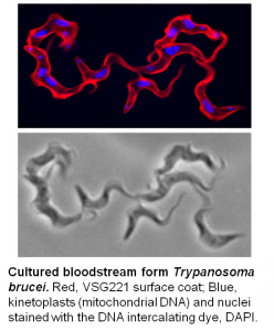 Cultured bloodstream form Trypanosoma brucei