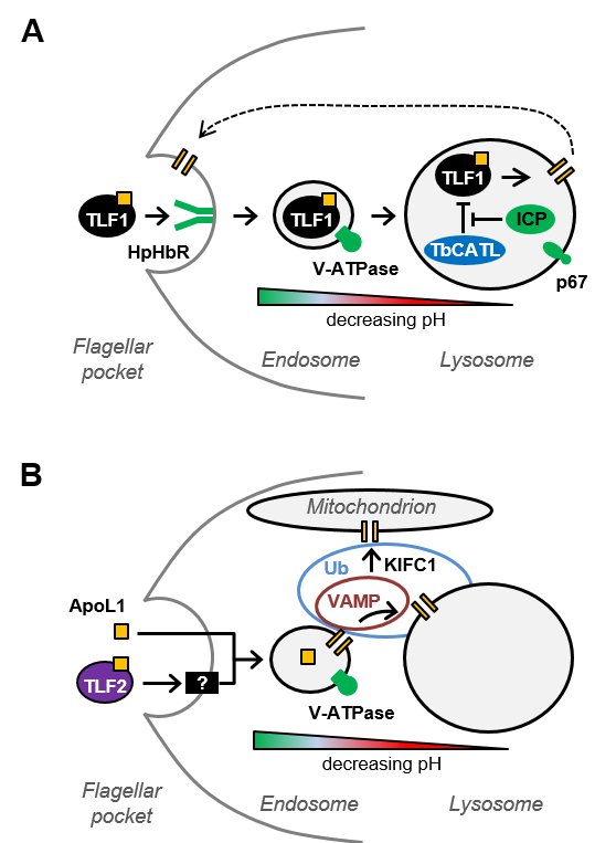 Models of TLF1 (A) and apoL1-TLF2 (B) uptake and intracellular transit (from Currier et al, PLoS Pathogens e1006855)