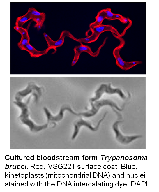 Cultured bloodstream form Trypanosoma brucei
