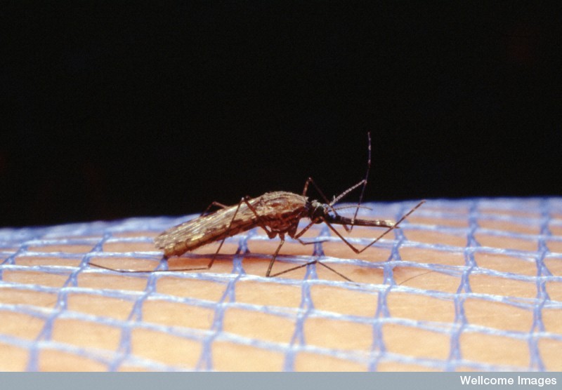 W0040846 Mosquito vector: Anopheles gambiae