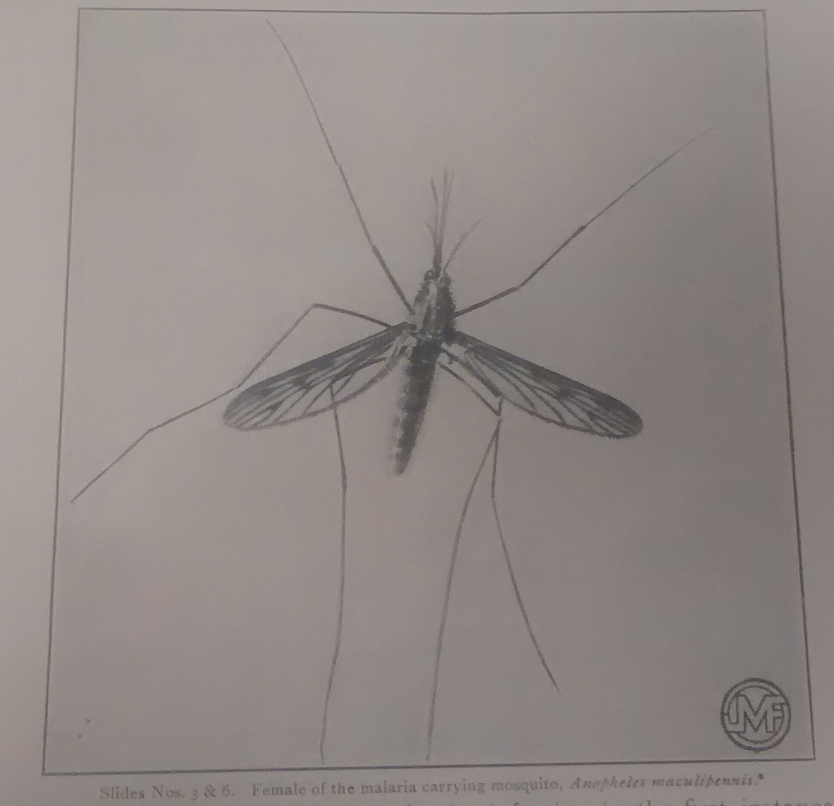 British female Anopheles mosquito