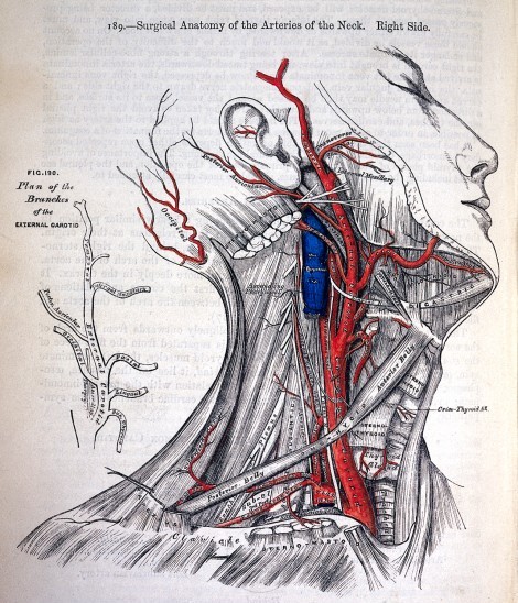 Illustration-of-large-arteries-an-veins-in-the-neck-Henry-Vandyke-Carter