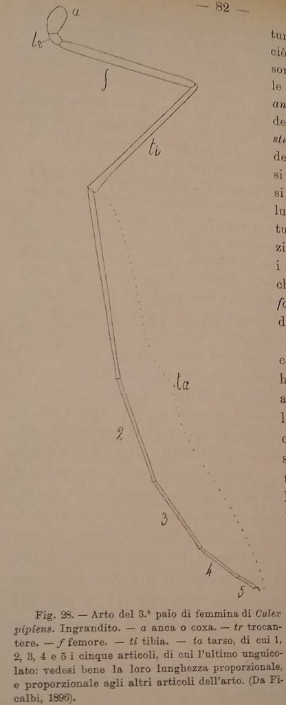 A line drawing of a mosquito leg, labelled with different parts in Italian. Photographed from 'A line drawing of a mosquito leg, labelled with different parts in Italian. Taken from
Venti specie di zanzare (culicidae) Italiane classate e descritte e indicate secondo la loro distribuzione corologica.'