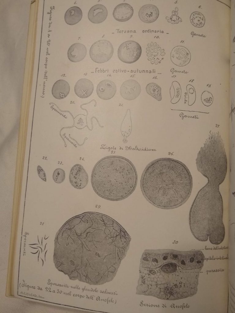 A photograph of drawings of microscopic blood cells and body parts of the mosquito. Taken from 'Le recenti scoperte sulla malaria esposte in forma popolare.'