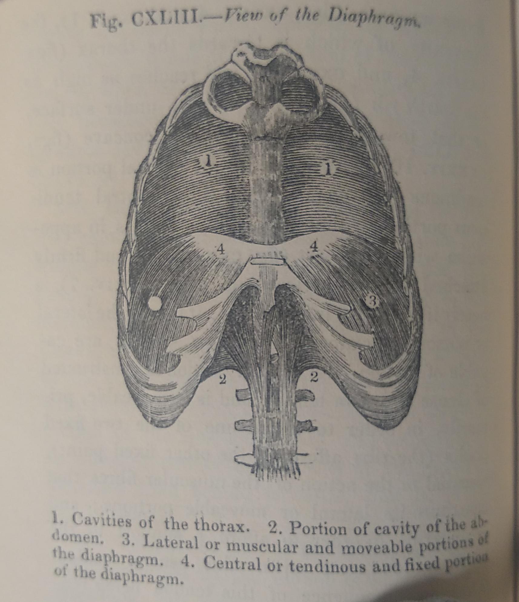 view-of-the-diaphragm-