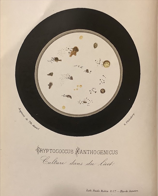 Plate from La Fièvre Jaune depicting a microscope slide illustration of 'Cryptococcus pathogenicus.'