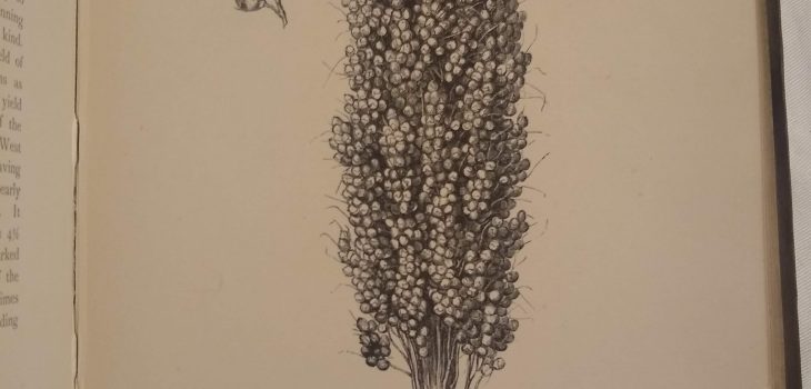 Photograph of a a page from Food-Grains of India, showing a woodcut illustration of a great millet plant, with some details showing the seeds.