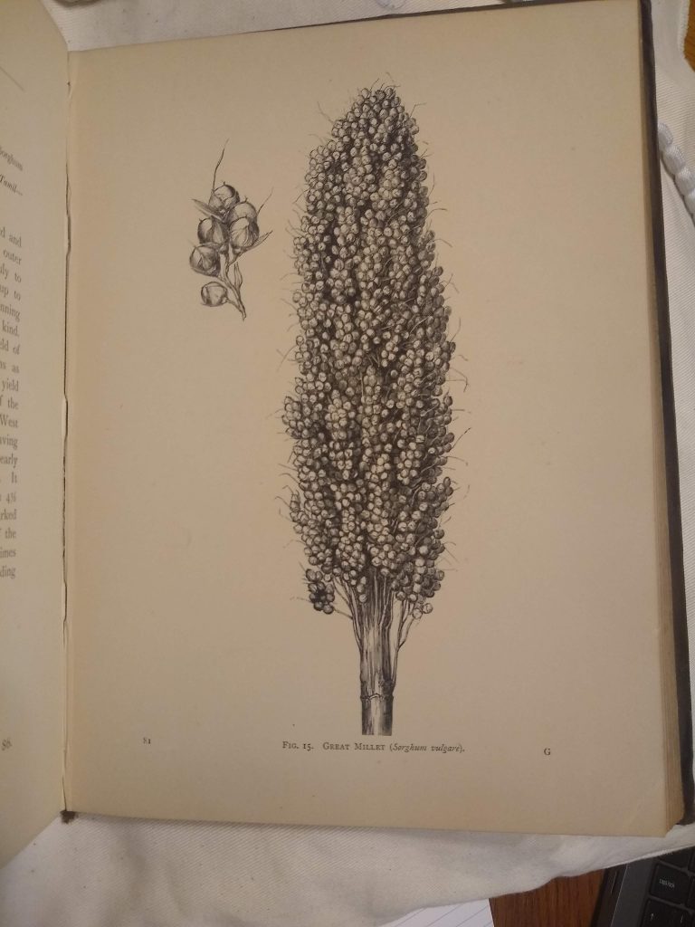 Photograph of a a page from Food-Grains of India, showing a woodcut illustration of a great millet plant, with some details showing the seeds.
