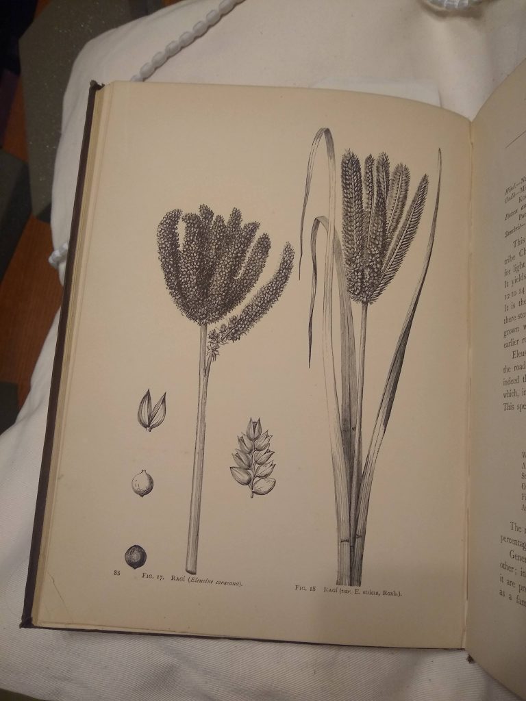 Photograph of a a page from Food-Grains of India, showing two woodcut illustrations of the ragi or finger-millet  plant, a cereal crop with a long stem and small seeds in numerous ears at the top.