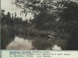 Image of trees and a stream 